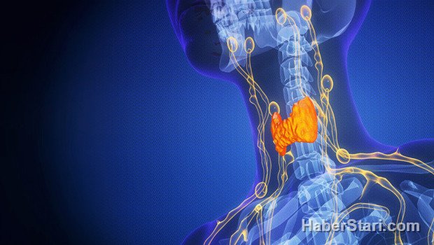 Ömrü uzatabilir, kansere karşı kalkan olabilir: Göğsümüzde sessizce çalışan bu organ ne işe yarıyor?