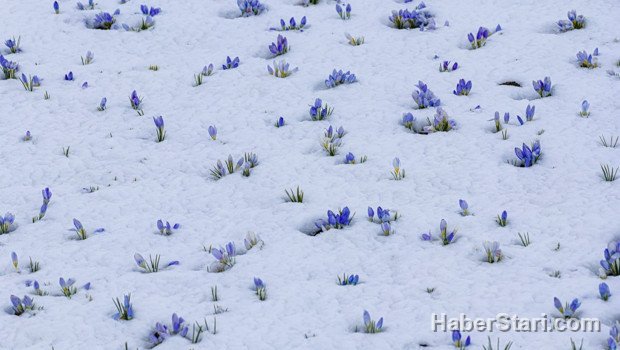 Baharın müjdecisi! Kars'ta açmaya başladı